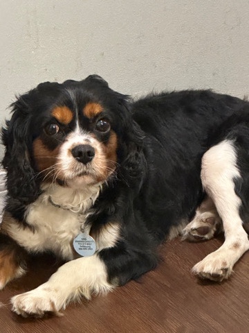 Cavalier King Charles Spaniel – Cavalier King Charles spaniel