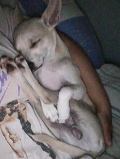Chihuahua – dustin
