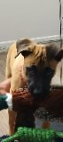 shepard mix puppy