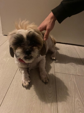 Shih Tzu – female shih tzu
