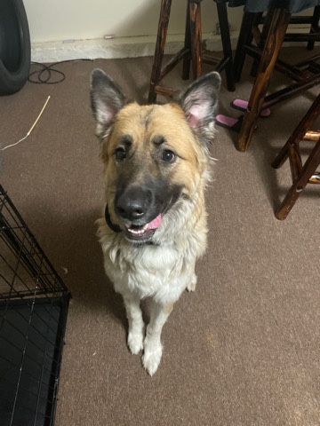 German Shepherd – She’s a German Shepherd/ Lab.