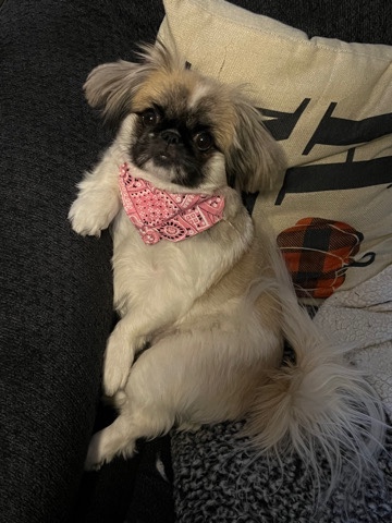 Pekingese