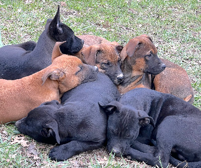 Belgian Shepherd Dog (Malinois) – Puppies Available Now – Lansing