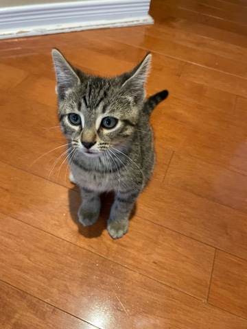 Male kitten ( half Tabby, half Russian blue)