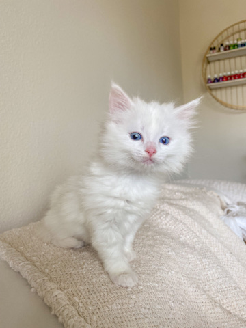 Persian (Modern) – white kittens with blue eyes