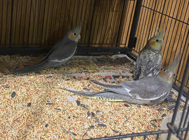 Cockatiel – baby cockatiels