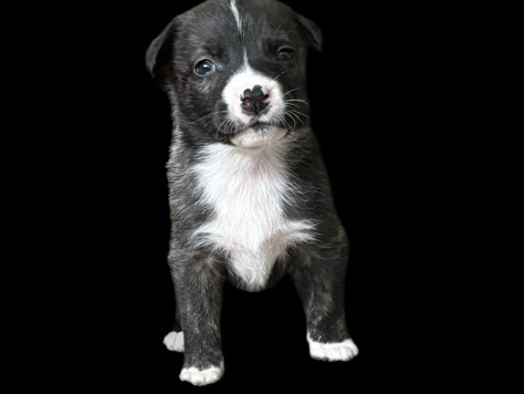 American Staffordshire Terrier – Excited to meet my new family – Vancouver