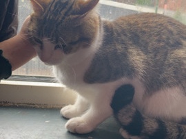 British Shorthair – male cat – Nottingham