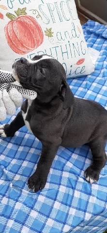 American Bulldog – bully pup