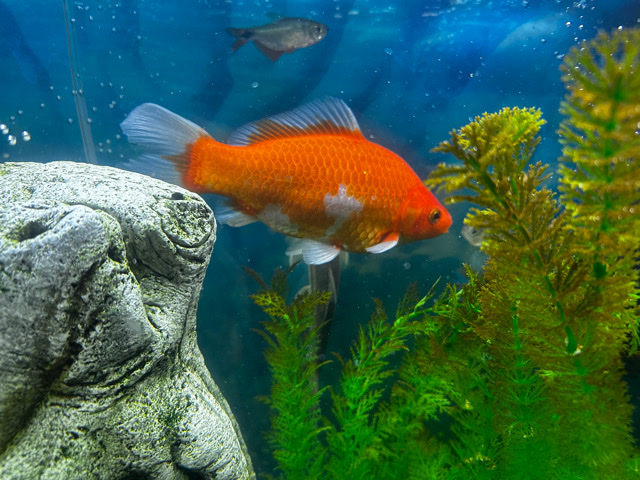 Gold Fish