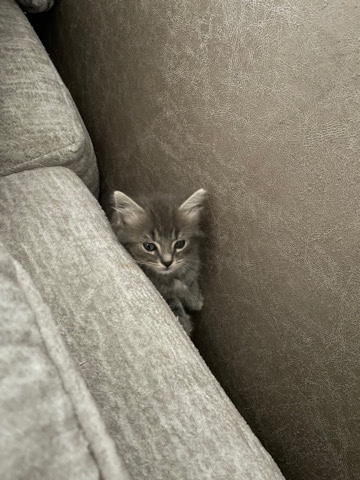 kittens