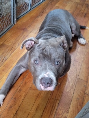 American Pit Bull Terrier – 1 Year Blue Nose Pitt