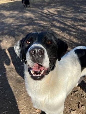Cookie looking for a home