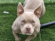American Bulldog – pocket bully – Newcastle Upon Tyne