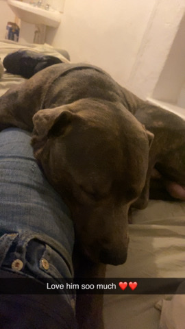 make staff x dog for sale