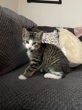 kitten alert!