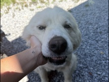 Great Pyrenees – Willow- Very Sweet & Extremely Intelligent Great Pyrenees – Johnson City