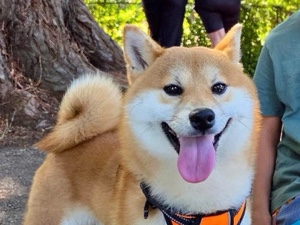 Shiba Inu – 13minth Pure Breed Shiba Inu looking for a new home – Los Gatos