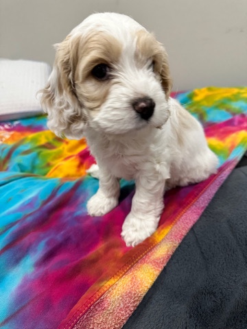 cockapoo puppy