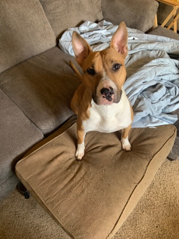Bull Terrier – looking for good home