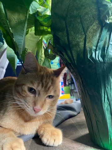 American Shorthair – Selling A Cuddly Orange Cat