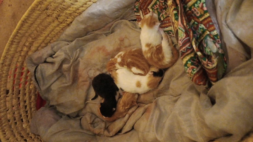 American Shorthair – kittens for sell