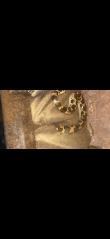 Sand boa snake
