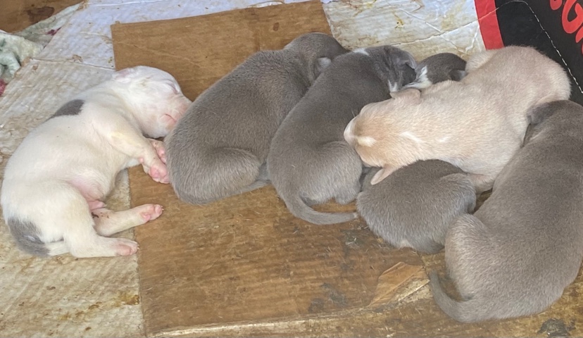 American Pit Bull Terrier – blue gotti pits