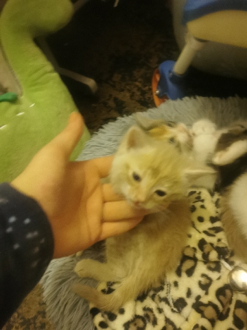 kittens