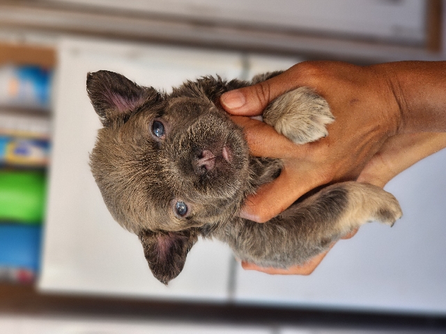 French bulldog available fluffy, and isabellas.