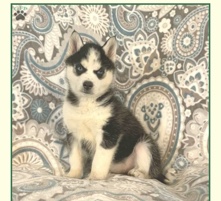 Siberian Husky – Siberian husky cash or electronic payment