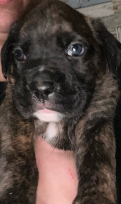 Boxer – Boxer Puppies Available – Palmerton