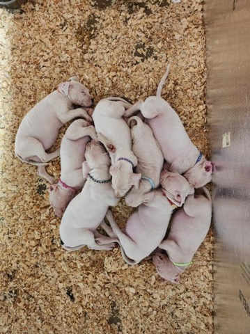Dogo Argentino – Pure bred Dogo Argentino’s