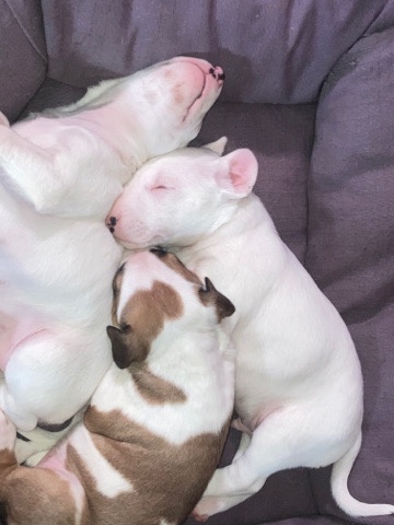 Bull Terrier – bull terrier puppies
