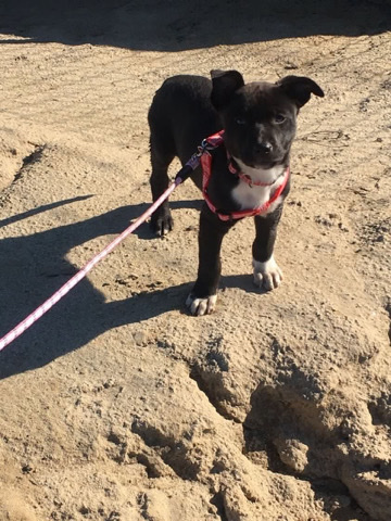 Bully pit