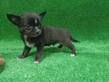 Chihuahua – Chihuhua – Mataró
