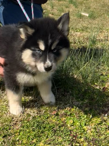 Siberian Husky – Siberian husky