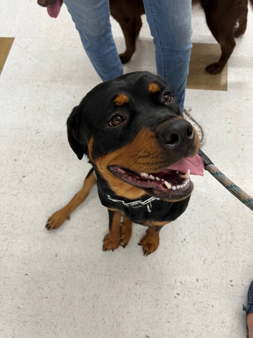 Rottweiler – Rottie in need of loving home