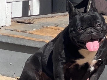 French Bulldog – French bulldog