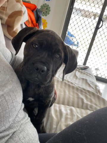 English Mastiff – rehome female mastiff