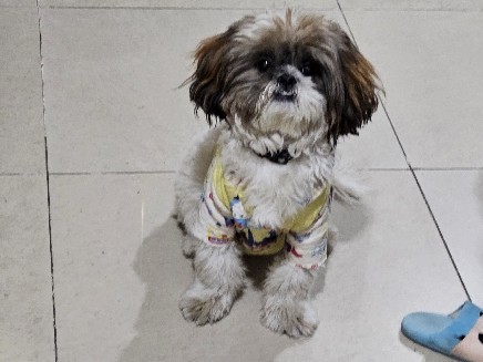 Shih Tzu – Selling pet dog Shih Tzu