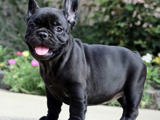 Affenpinscher – black french bulldog – Houston