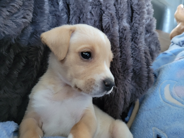 American Staffordshire Terrier – Needs a Loving Home