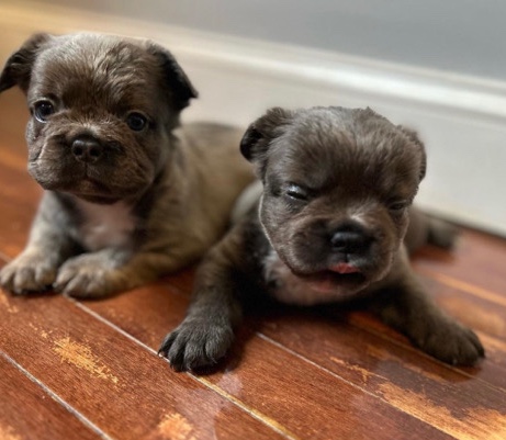French Bulldog – fluffy French bulldog lilac