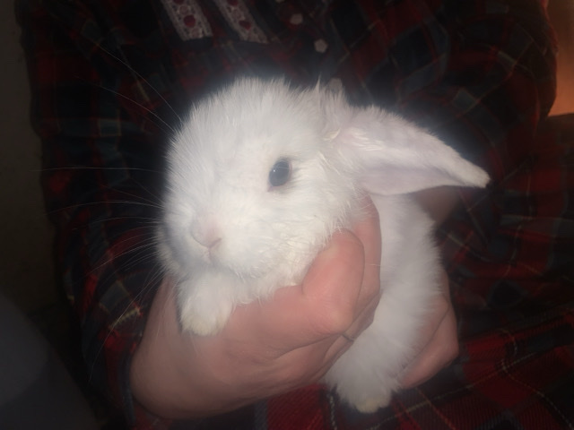 Holland Lop – Holand lop Buck – Mancelona