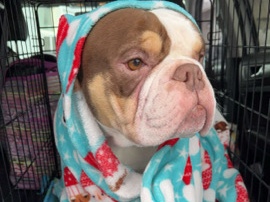 American Bulldog – PureBred American Bully – Yakima