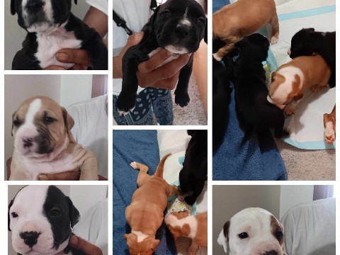 American Pit Bull Terrier – ready April 14th Pitbull puppies – Mount Ayr
