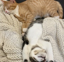 Russian White, Black and Tabby – Chip and Bernadette