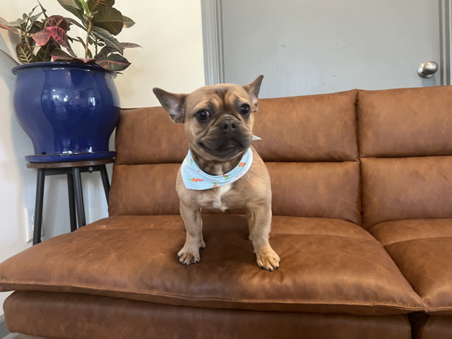 French Bulldog – Frenchie – Dacula