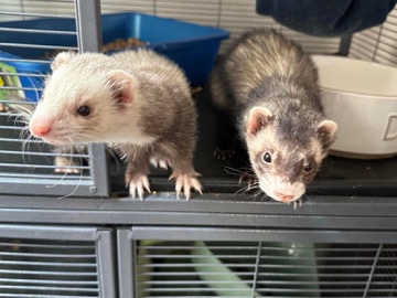 ferrets 
